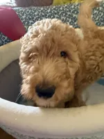 Buttercup, a female Goldendoodle for sale in Oahu, HI – 4 of 4
