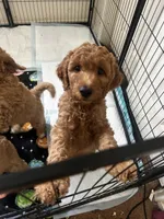 Bambi, a female Goldendoodle for sale in Oahu, HI – 4 of 4