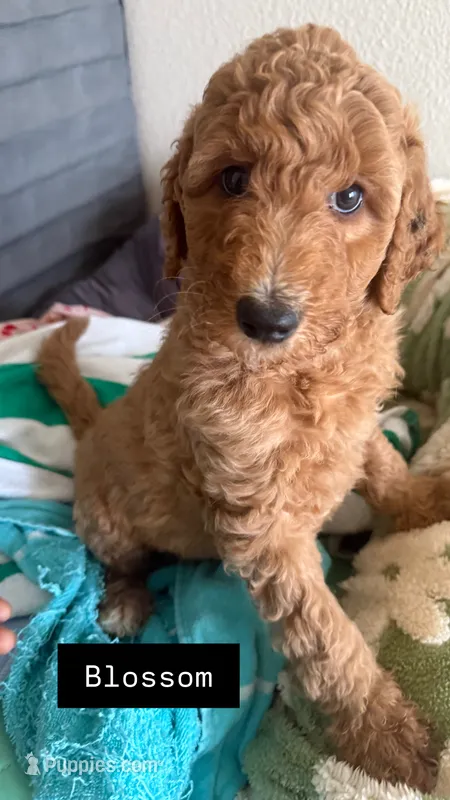 Blossom – Goldendoodle puppy for sale in Oahu, HI