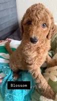 Blossom, a female Goldendoodle for sale in Oahu, HI – 1 of 3