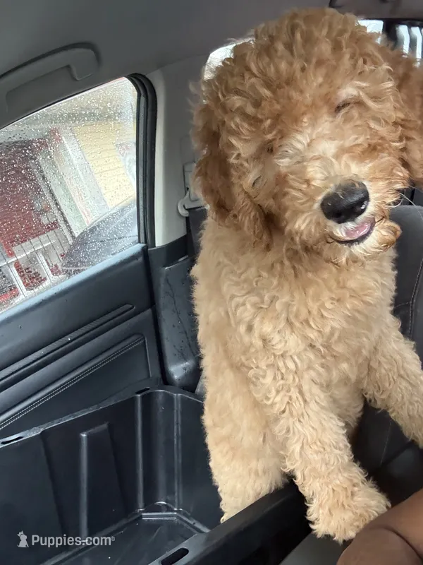 Buttercup – Goldendoodle puppy for sale in Oahu, HI
