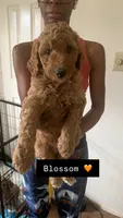 Blossom, a female Goldendoodle for sale in Oahu, HI – 2 of 3