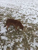 Hazel, a female Irish Setter for sale in Richland Center, WI – Photo 5 of 6