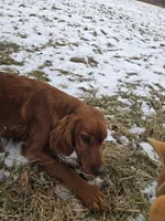 Hazel, a female Irish Setter for sale in Richland Center, WI – Photo 1 of 6