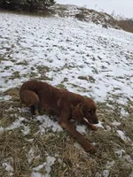 Hazel, a female Irish Setter for sale in Richland Center, WI – Photo 2 of 6