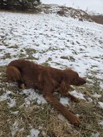 Hazel, a female Irish Setter for sale in Richland Center, WI – Photo 3 of 6