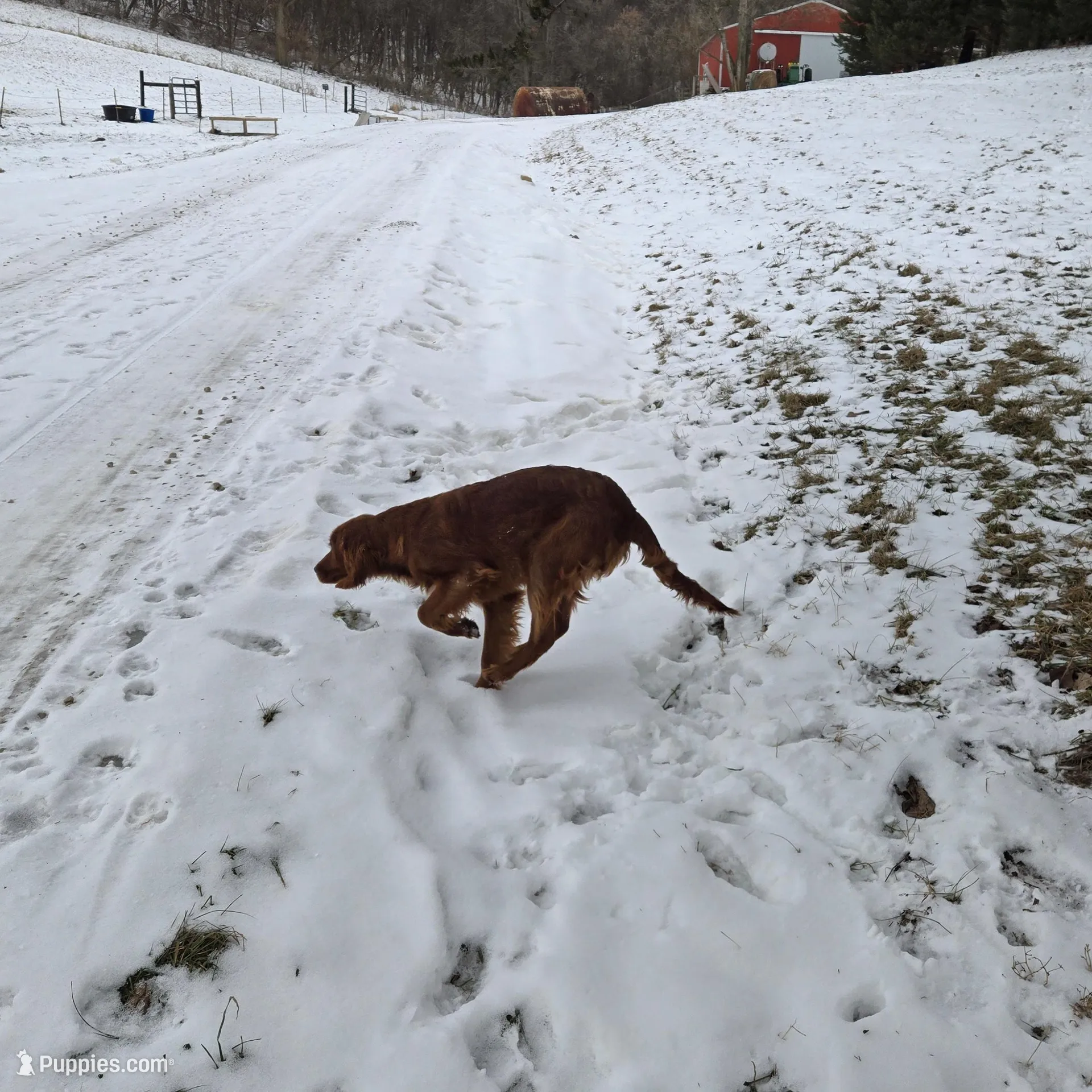 Hazel, a female Irish Setter for sale in Richland Center, WI – Photo 6 of 6