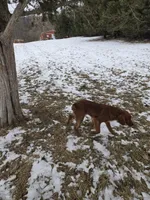 Hazel, a female Irish Setter for sale in Richland Center, WI – Photo 4 of 6