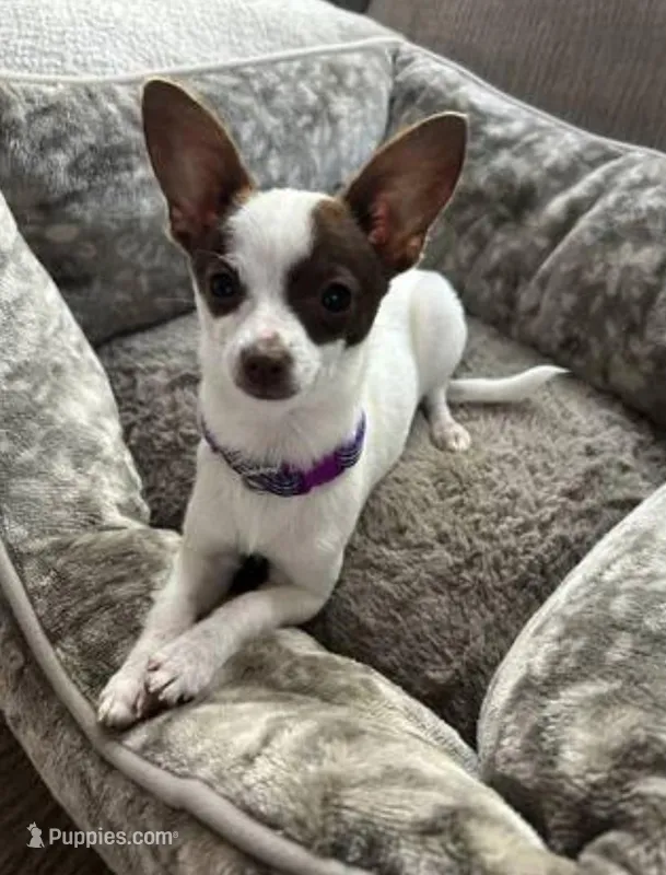 Pits, a male Chihuahua for sale in Lamont, CA – Photo 1 of 1