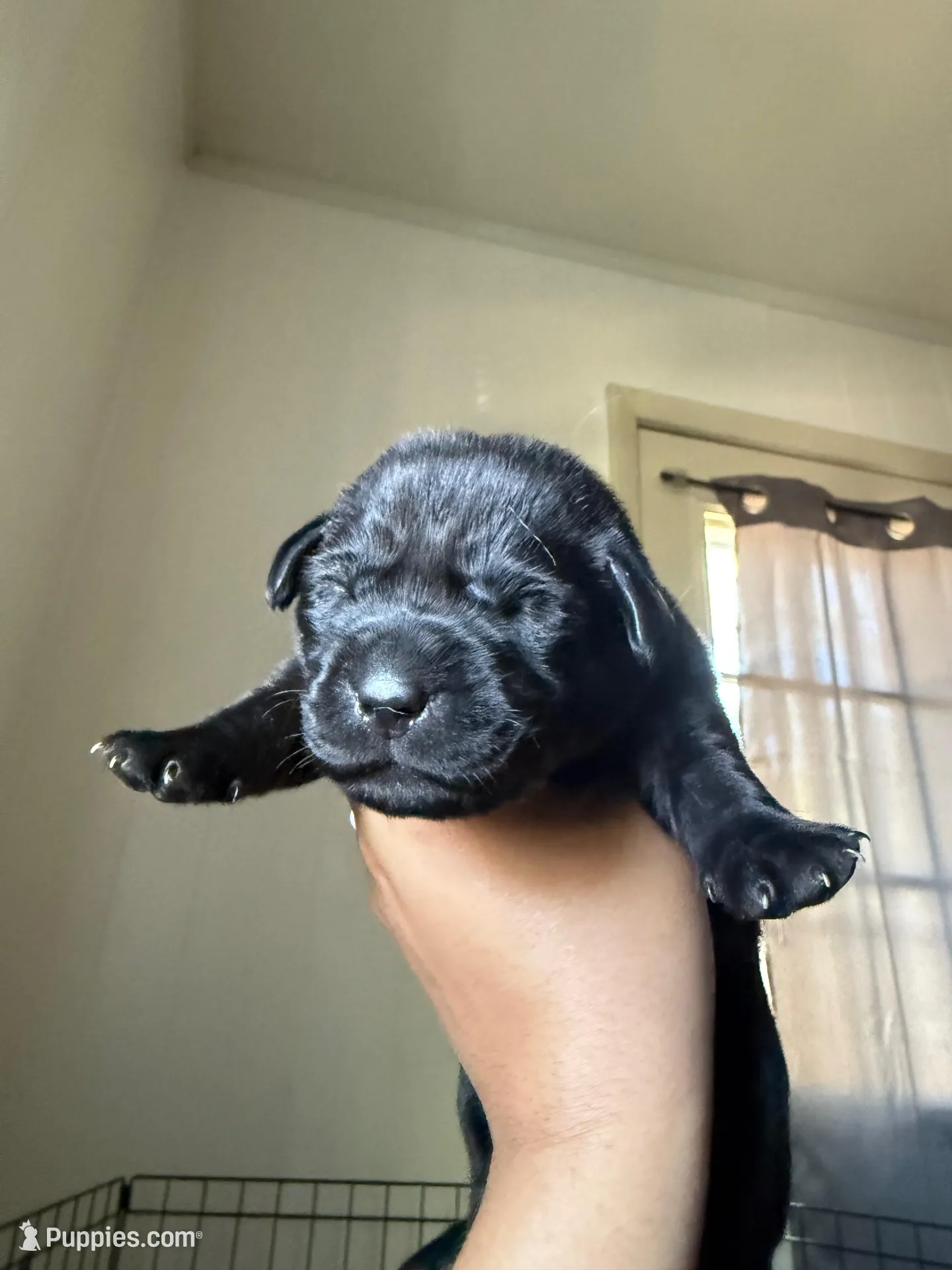Yellow collar, a female Labrador Retriever for sale in Hampton, VA – Photo 1 of 2