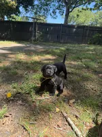 Yellow collar, a female Labrador Retriever for sale in Hampton, VA – 3 of 3