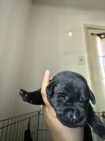 Yellow collar, a female Labrador Retriever for sale in Hampton, VA – Photo 2 of 2