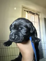 Blue collar , a male Labrador Retriever for sale in Hampton, VA – Photo 2 of 2