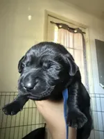 Blue collar , a male Labrador Retriever for sale in Hampton, VA – Photo 1 of 2