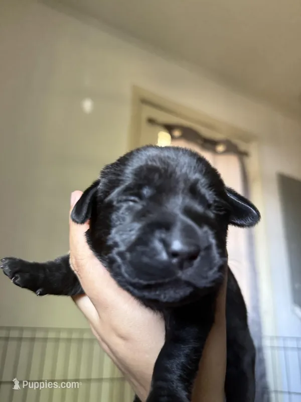 Pink collar – Labrador Retriever puppy for sale in Hampton, VA