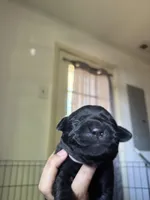 Pink collar, a female Labrador Retriever for sale in Hampton, VA – Photo 2 of 2