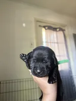 Green collar , a male Labrador Retriever for sale in Hampton, VA – Photo 2 of 2