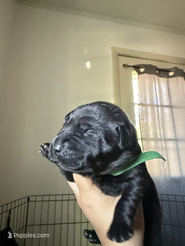 Green collar  – Labrador Retriever puppy for sale in Hampton, VA