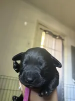 Violet collar   , a female Labrador Retriever for sale in Hampton, VA – Photo 2 of 2