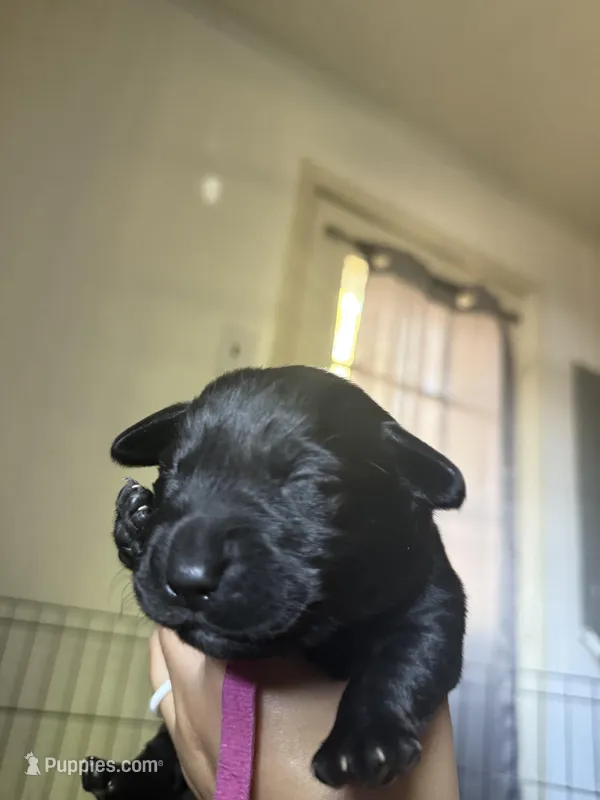 Violet collar    – Labrador Retriever puppy for sale in Hampton, VA