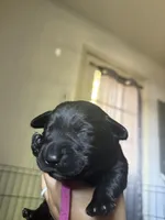 Violet collar   , a female Labrador Retriever for sale in Hampton, VA – Photo 1 of 2