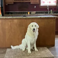 Maremma Girl, a female Maremma Sheepdog for sale in Lapeer, MI – Photo 2 of 3