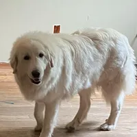 Maremma Girl, a female Maremma Sheepdog for sale in Lapeer, MI – Photo 1 of 3