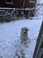Maremma Girl, a female Maremma Sheepdog for sale in Lapeer, MI – Photo 1 of 2