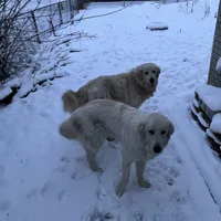 Maremma Girl, a female Maremma Sheepdog for sale in Lapeer, MI – Photo 3 of 3