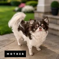 JJ, a male Chihuahua for sale in Loudoun Valley Estates, VA – 3 of 4