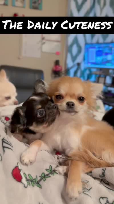 Beau, a male Chihuahua for sale in Loudoun Valley Estates, VA – 4 of 8