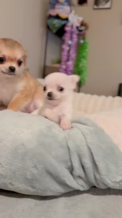Bubbles, a female Chihuahua for sale in Loudoun Valley Estates, VA – 3 of 3