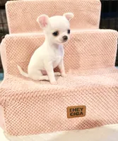 Bubbles, a female Chihuahua for sale in Loudoun Valley Estates, VA – 2 of 3