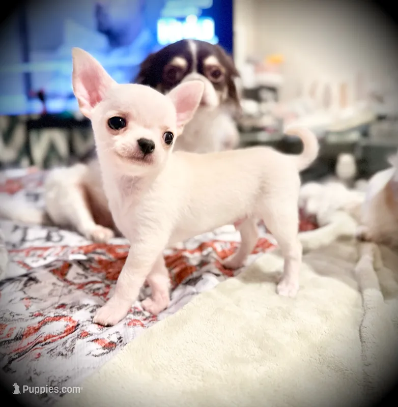 Blanco – Chihuahua puppy for sale in Loudoun Valley Estates, VA