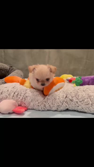 Mango, a male Chihuahua for sale in Loudoun Valley Estates, VA – 5 of 6