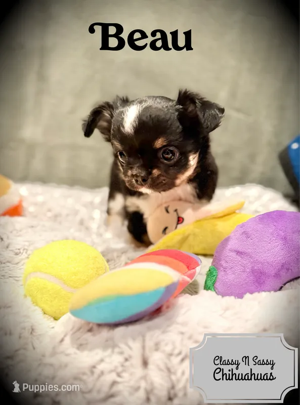 Beau – Chihuahua puppy for sale in Loudoun Valley Estates, VA
