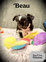 Beau, a male Chihuahua for sale in Loudoun Valley Estates, VA – 1 of 5
