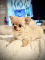 Mango, a male Chihuahua for sale in Loudoun Valley Estates, VA – 8 of 9
