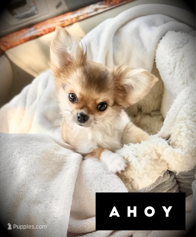 Ahoy! – Chihuahua puppy for sale in Loudoun Valley Estates, VA