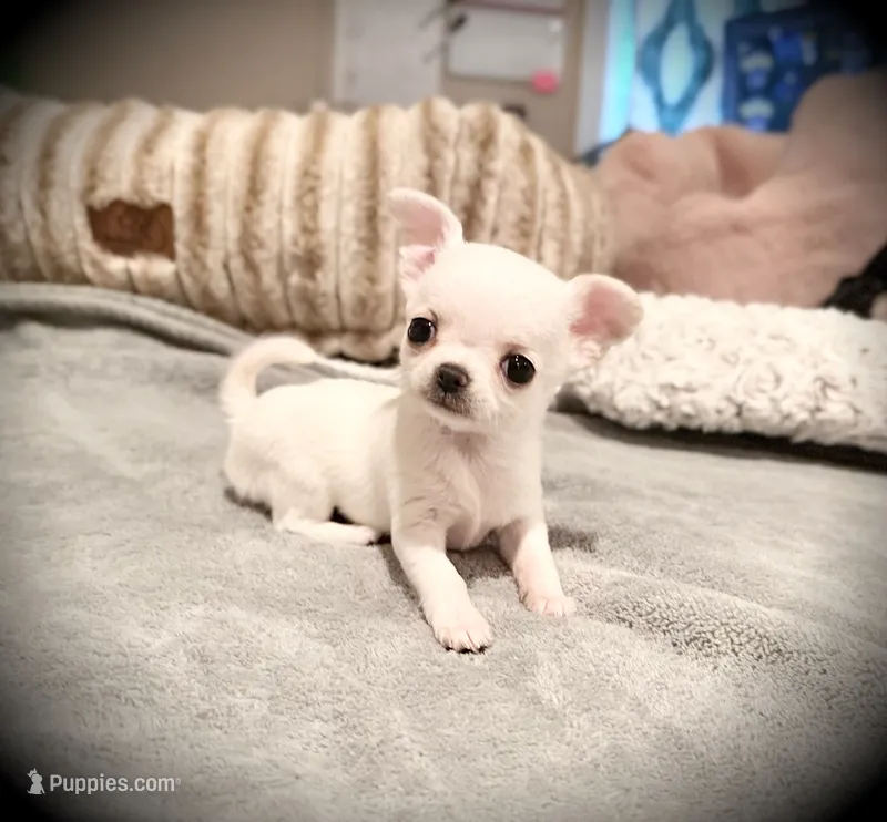 Bubbles – Chihuahua puppy for sale in Loudoun Valley Estates, VA