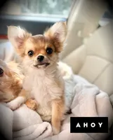 Ahoy!, a male Chihuahua for sale in Loudoun Valley Estates, VA – 3 of 5