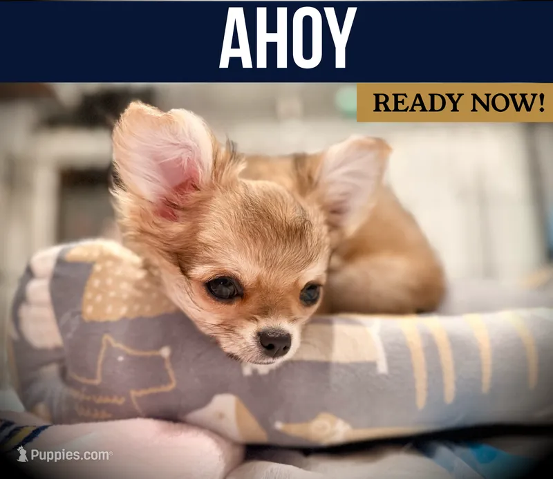 Ahoy – Chihuahua puppy for sale in Chantilly, VA