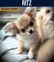 Ritz, a male Chihuahua for sale in Chantilly, VA – 2 of 2
