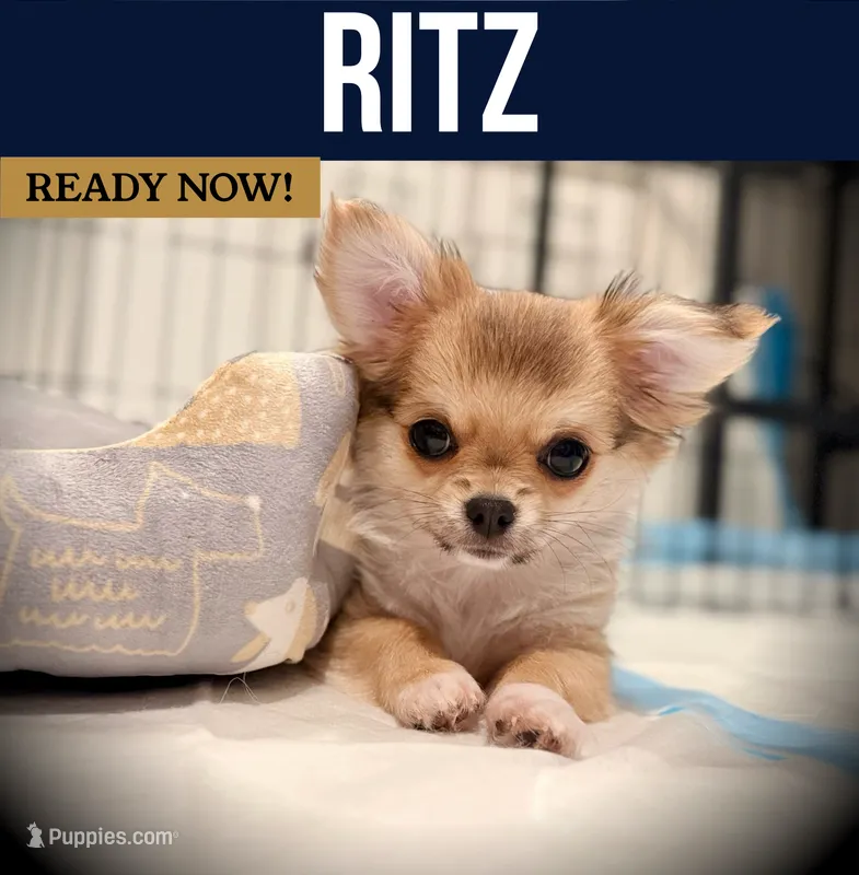 Ritz – Chihuahua puppy for sale in Chantilly, VA