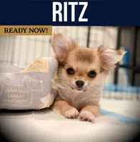 Ritz, a male Chihuahua for sale in Chantilly, VA – 1 of 2