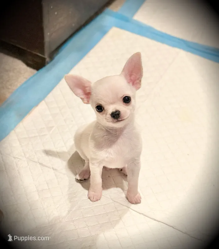 Blanco – Chihuahua puppy for sale in Loudoun Valley Estates, VA