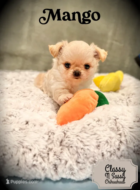Mango – Chihuahua puppy for sale in Loudoun Valley Estates, VA