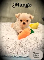 Mango, a male Chihuahua for sale in Loudoun Valley Estates, VA – 1 of 6