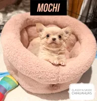 Mochi, a male Chihuahua for sale in Loudoun Valley Estates, VA – 2 of 5