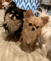 Mango, a male Chihuahua for sale in Loudoun Valley Estates, VA – 9 of 9